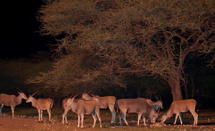 Вілла Emanya@Etosha Намутоні Екстер'єр фото